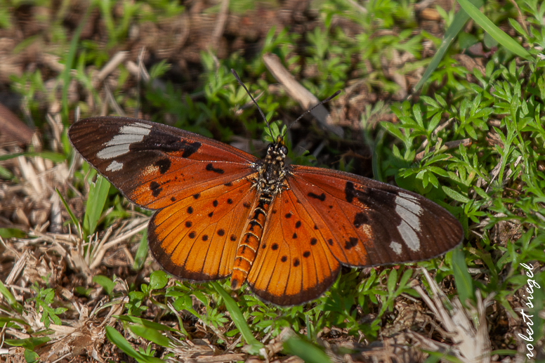butterfly
